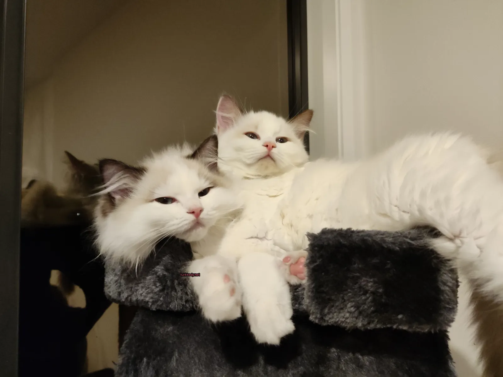 Kedi #3693