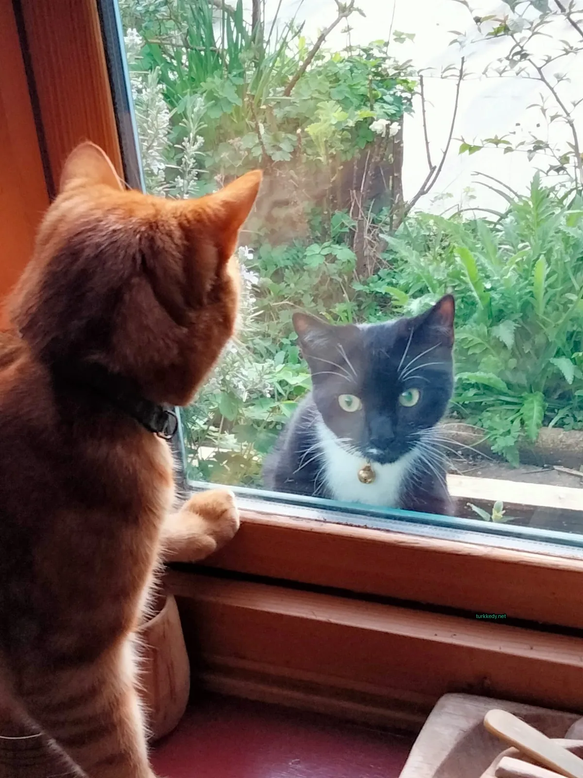 Kedi #3694