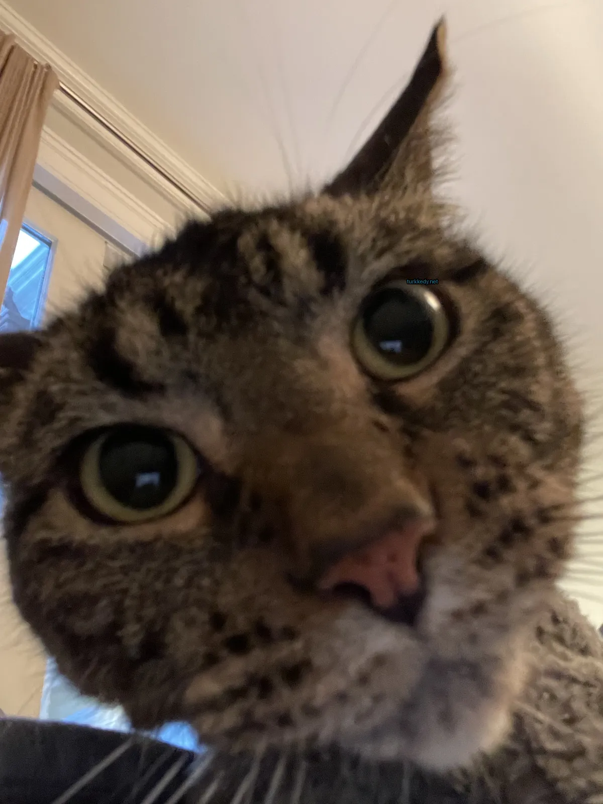 Kedi #3697