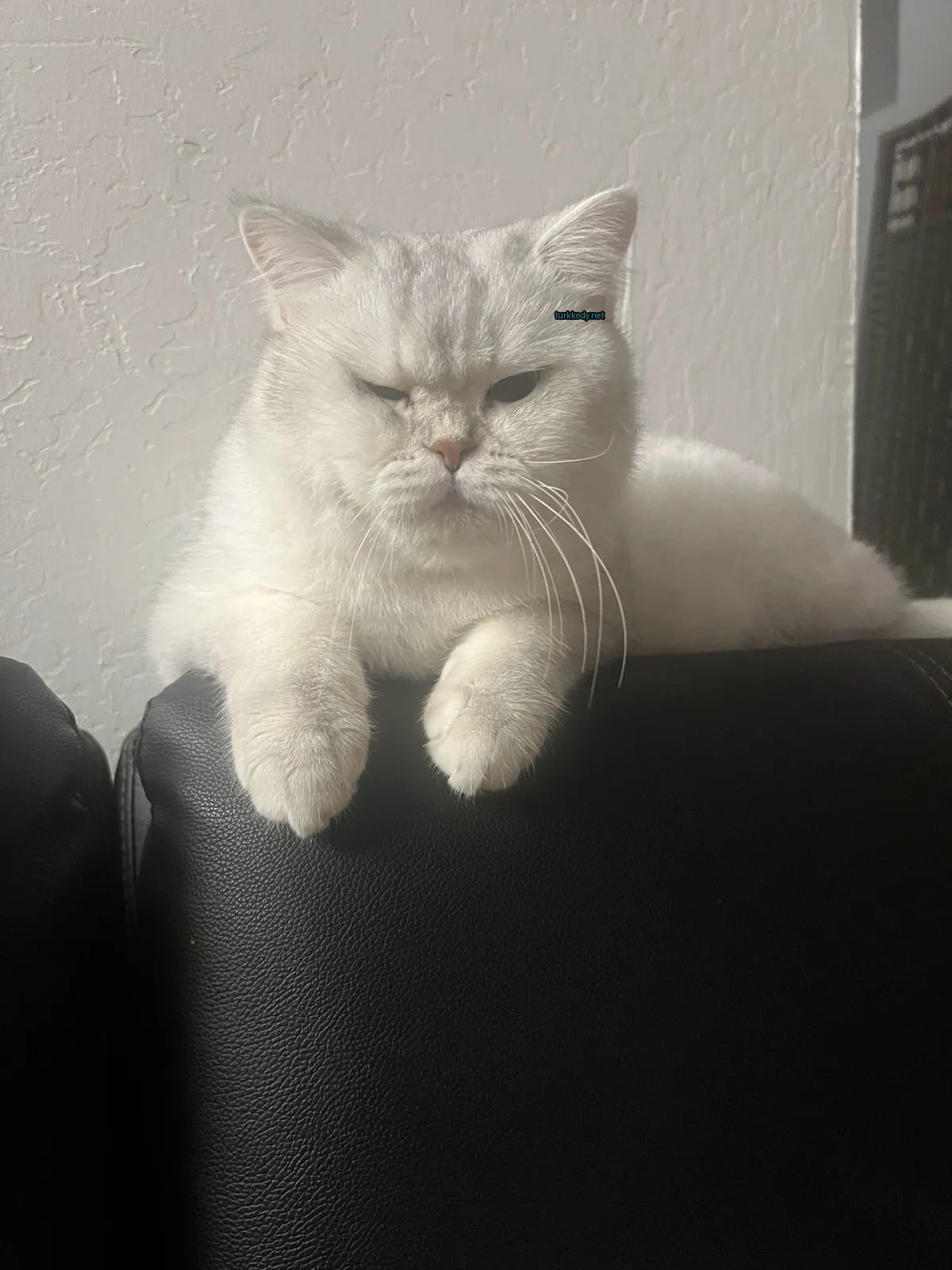 Kedi #3695
