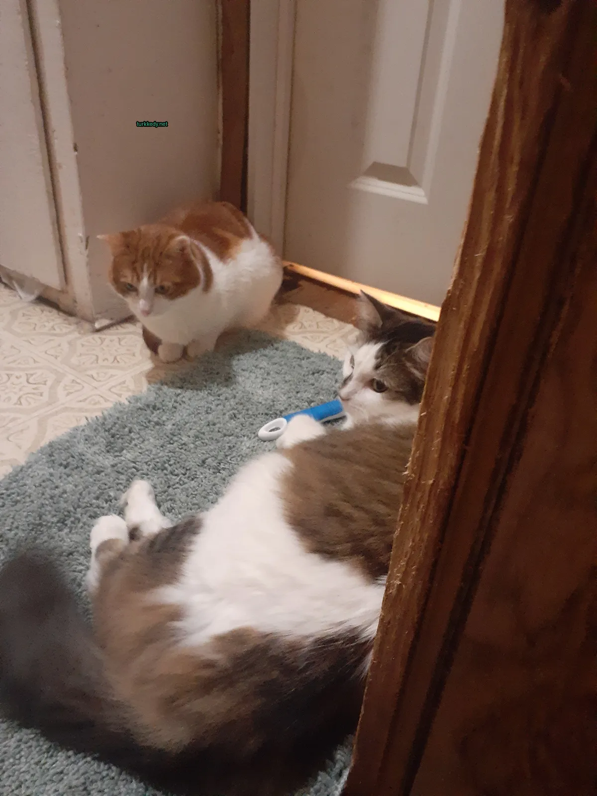 Kedi #3696