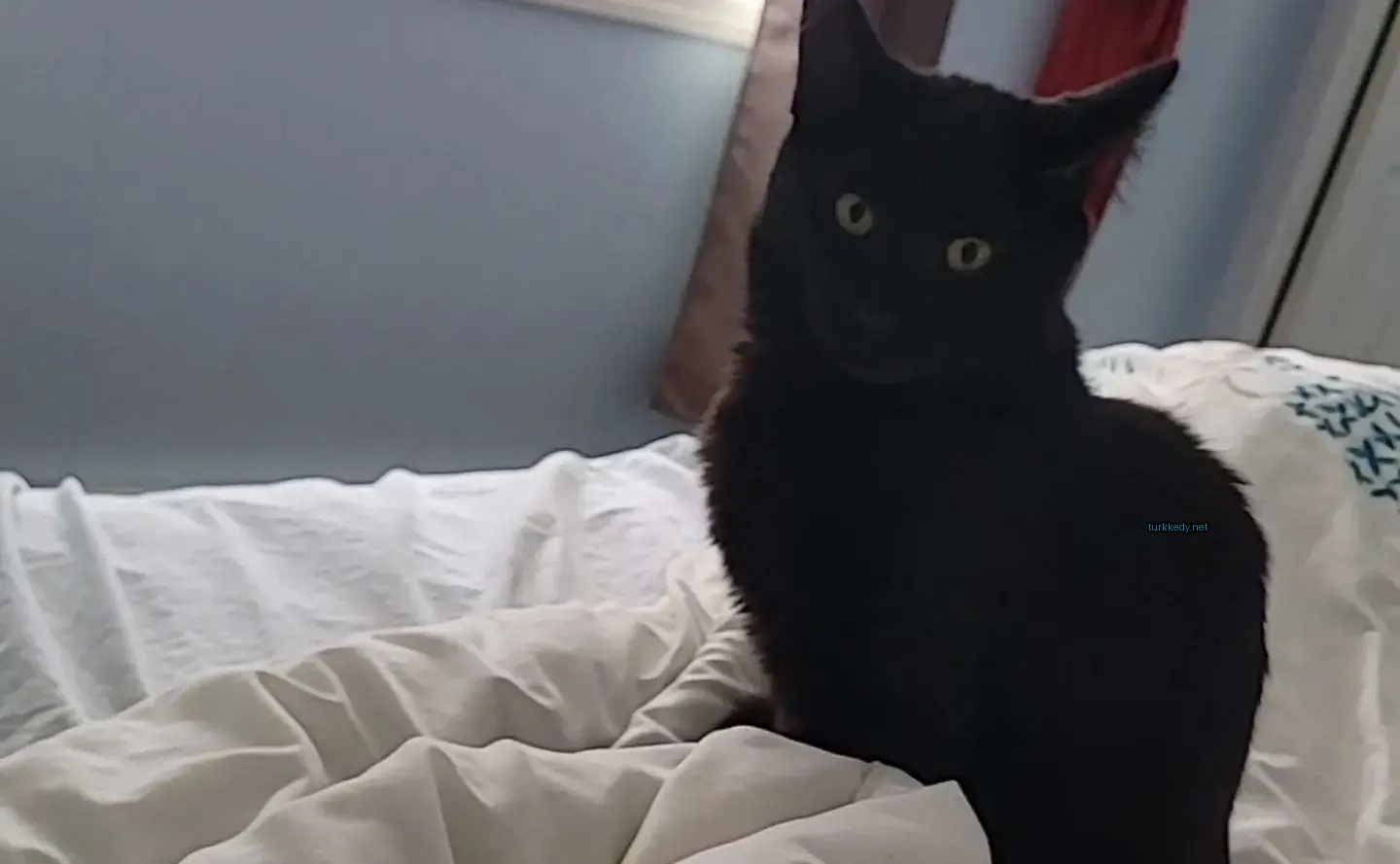 Kedi #3698