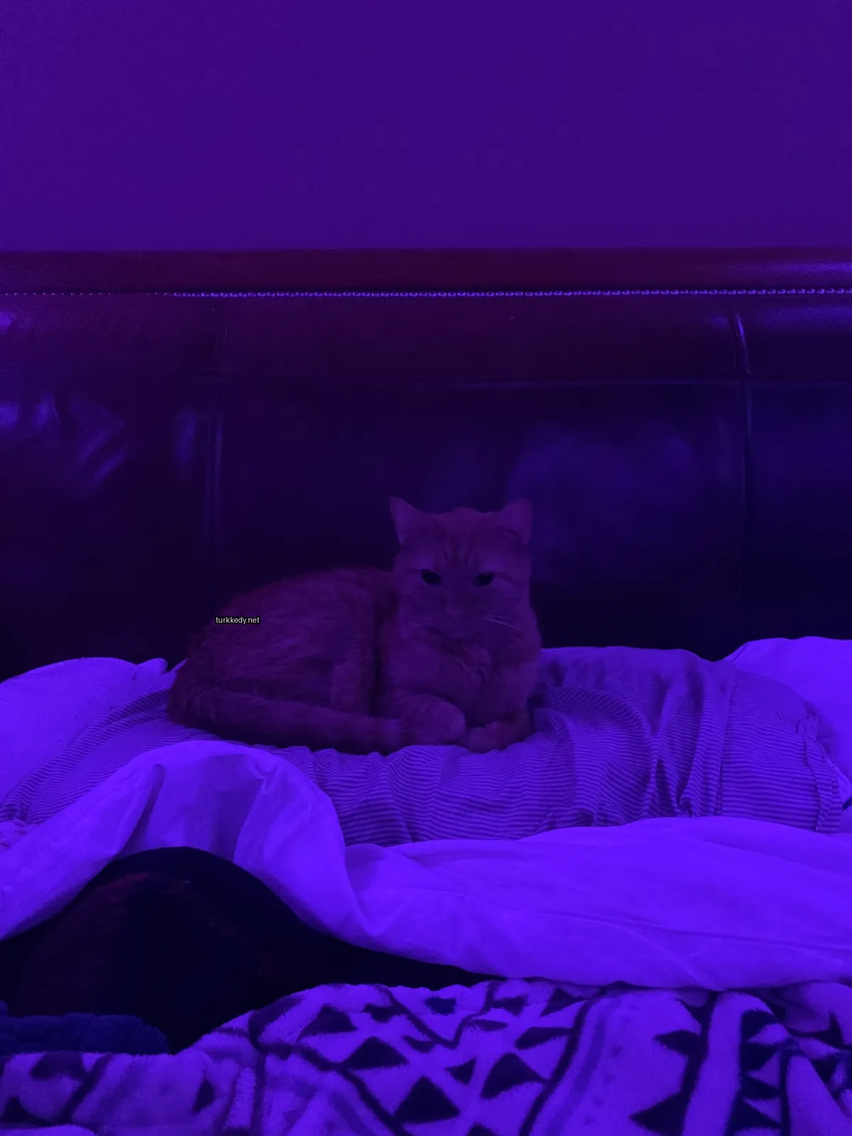 Kedi #3699