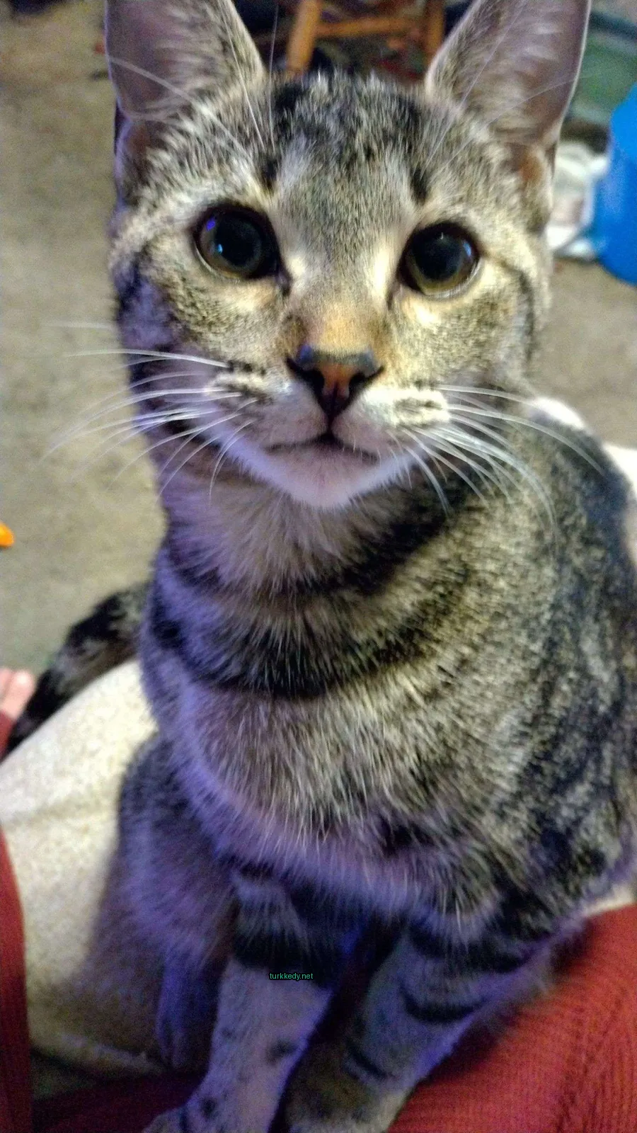 Kedi #3700