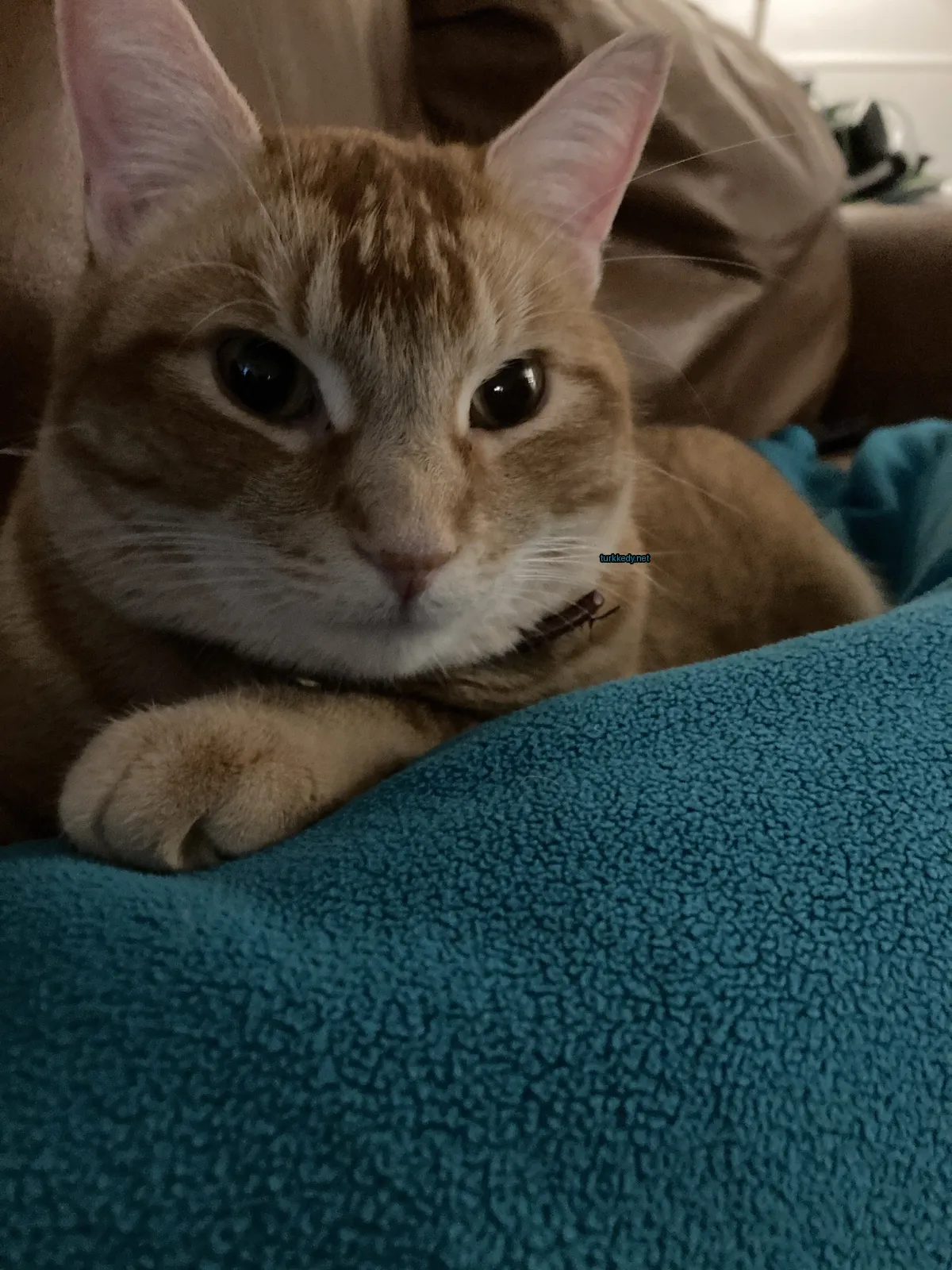 Kedi fotoğrafı #3702
