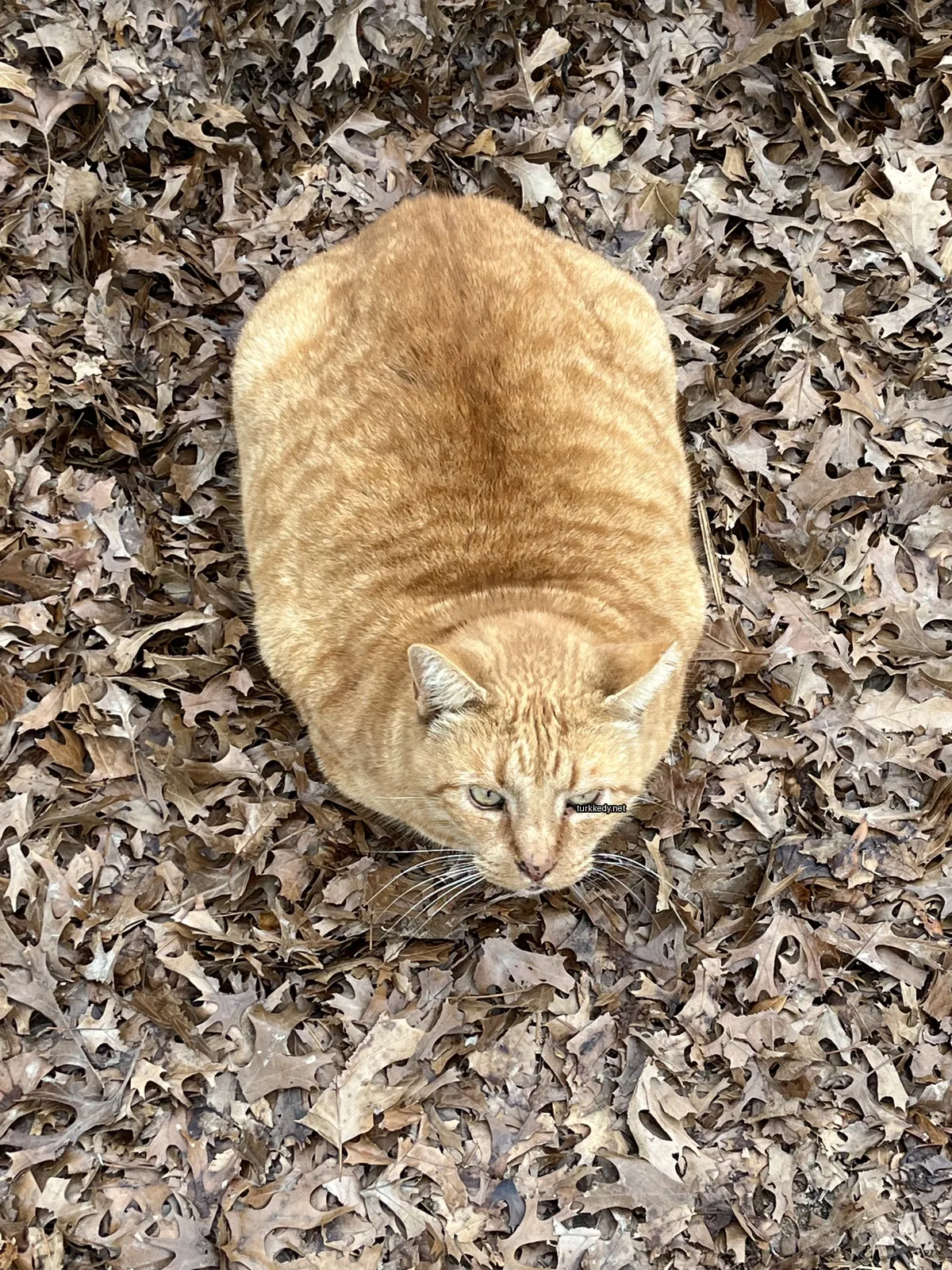 Kedi #3703