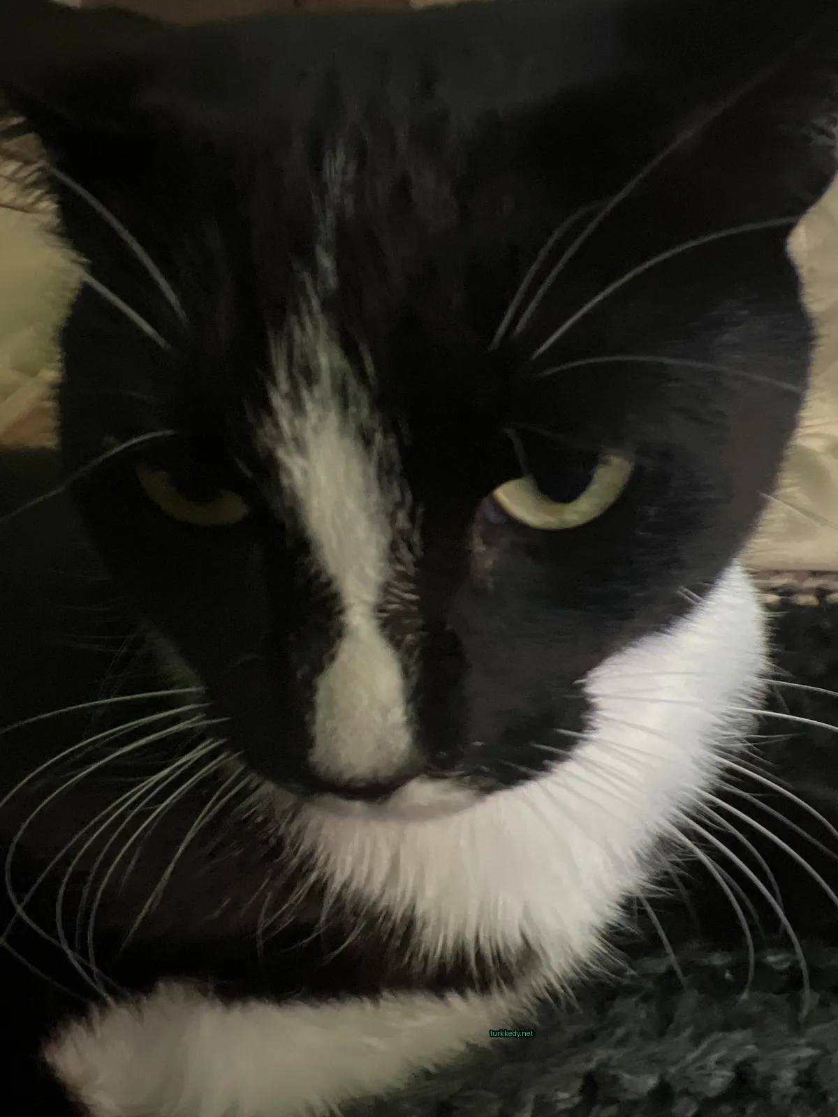 Kedi #3704