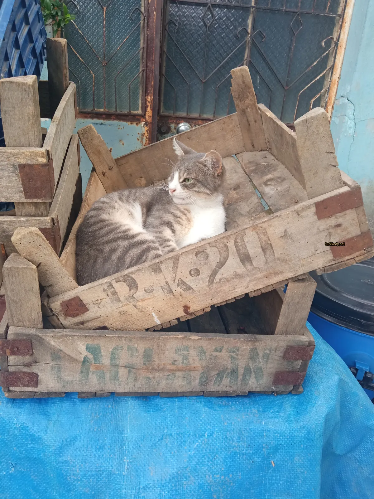 Kedi #3705