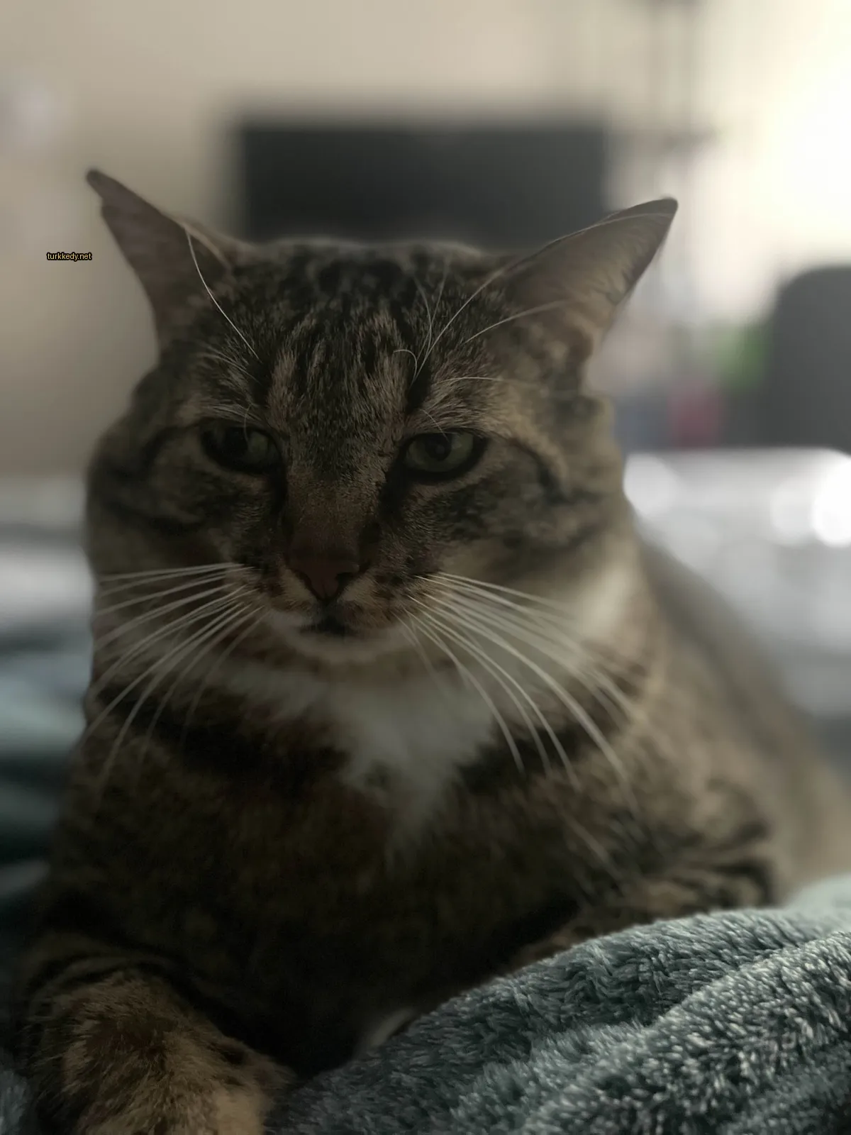 Kedi #3707