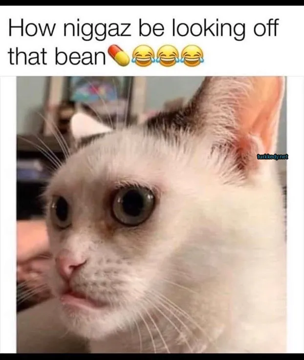 Kedi #3706