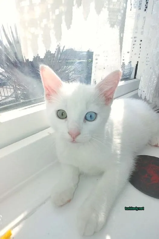Kedi #3709