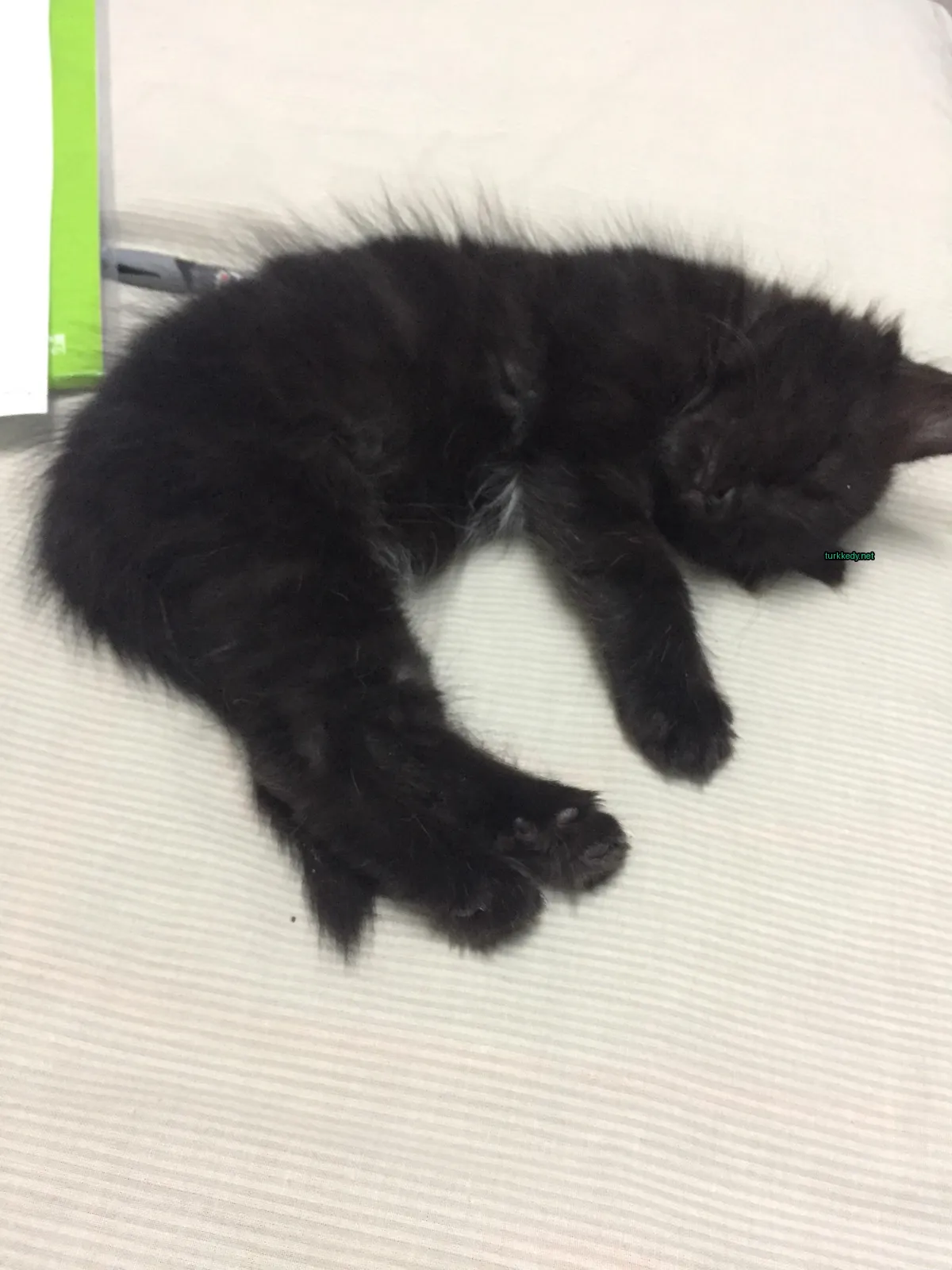 Kedi #3708