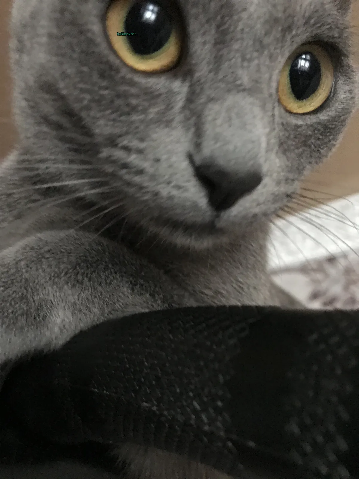 Kedi #3710