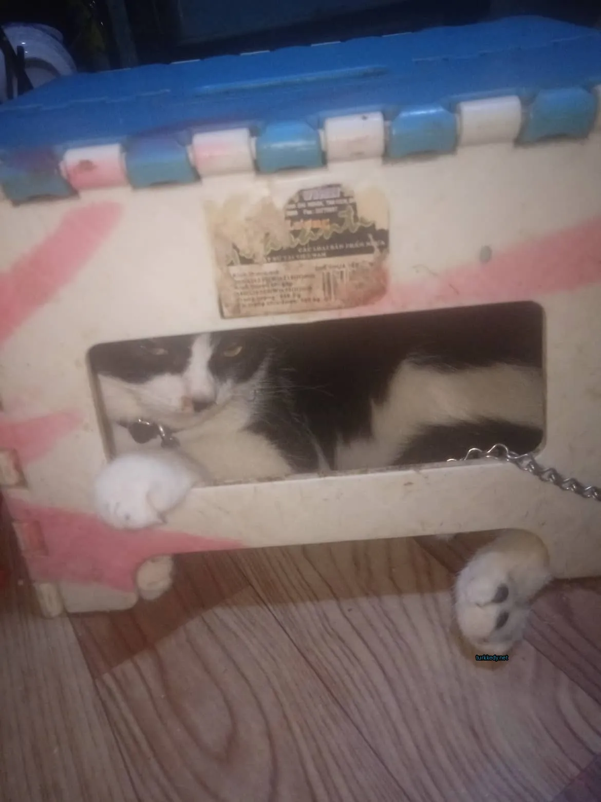 Kedi #3711