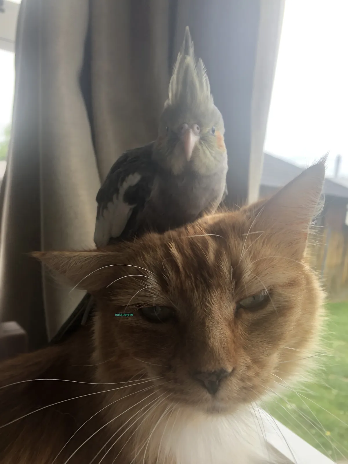 Kedi #3712
