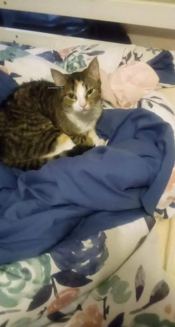 Kedi fotoğrafı #3714