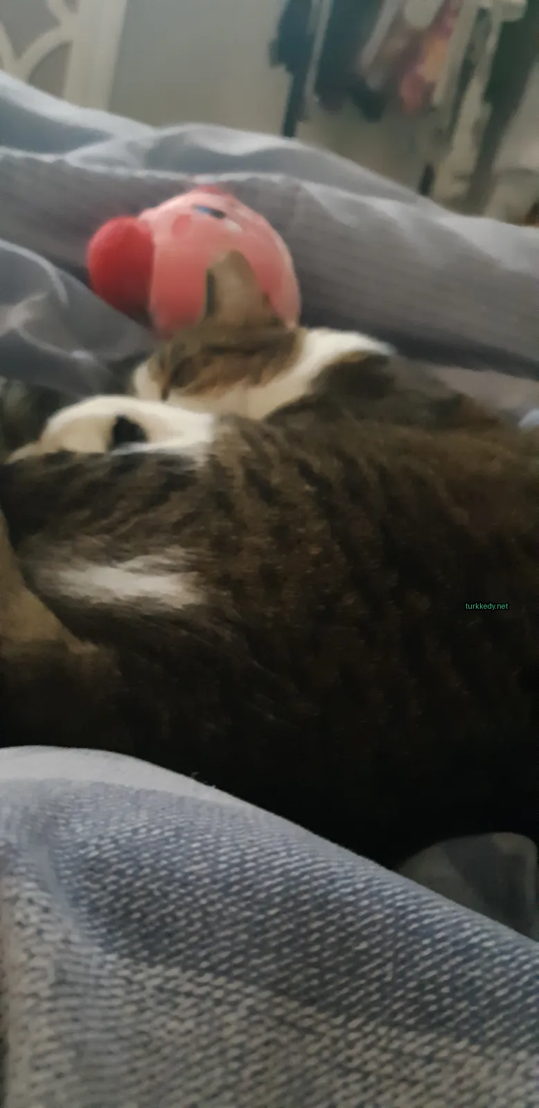 Kedi #3713