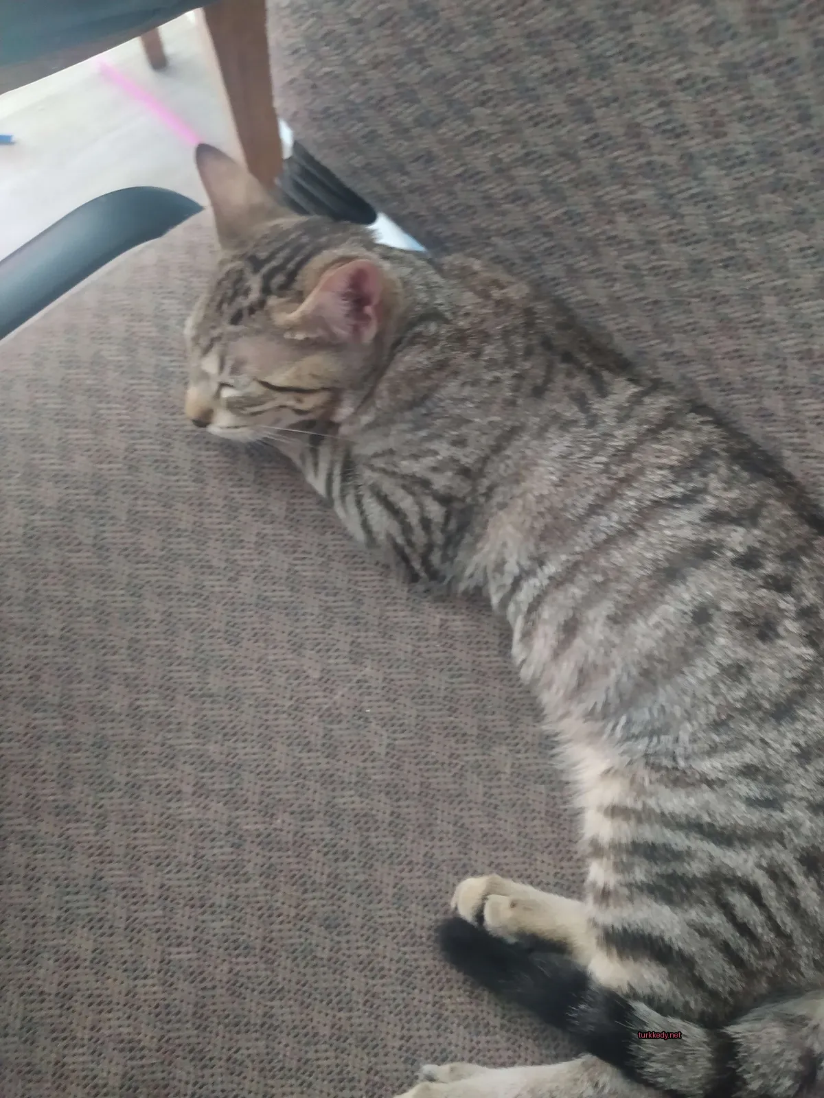 Kedi #3719