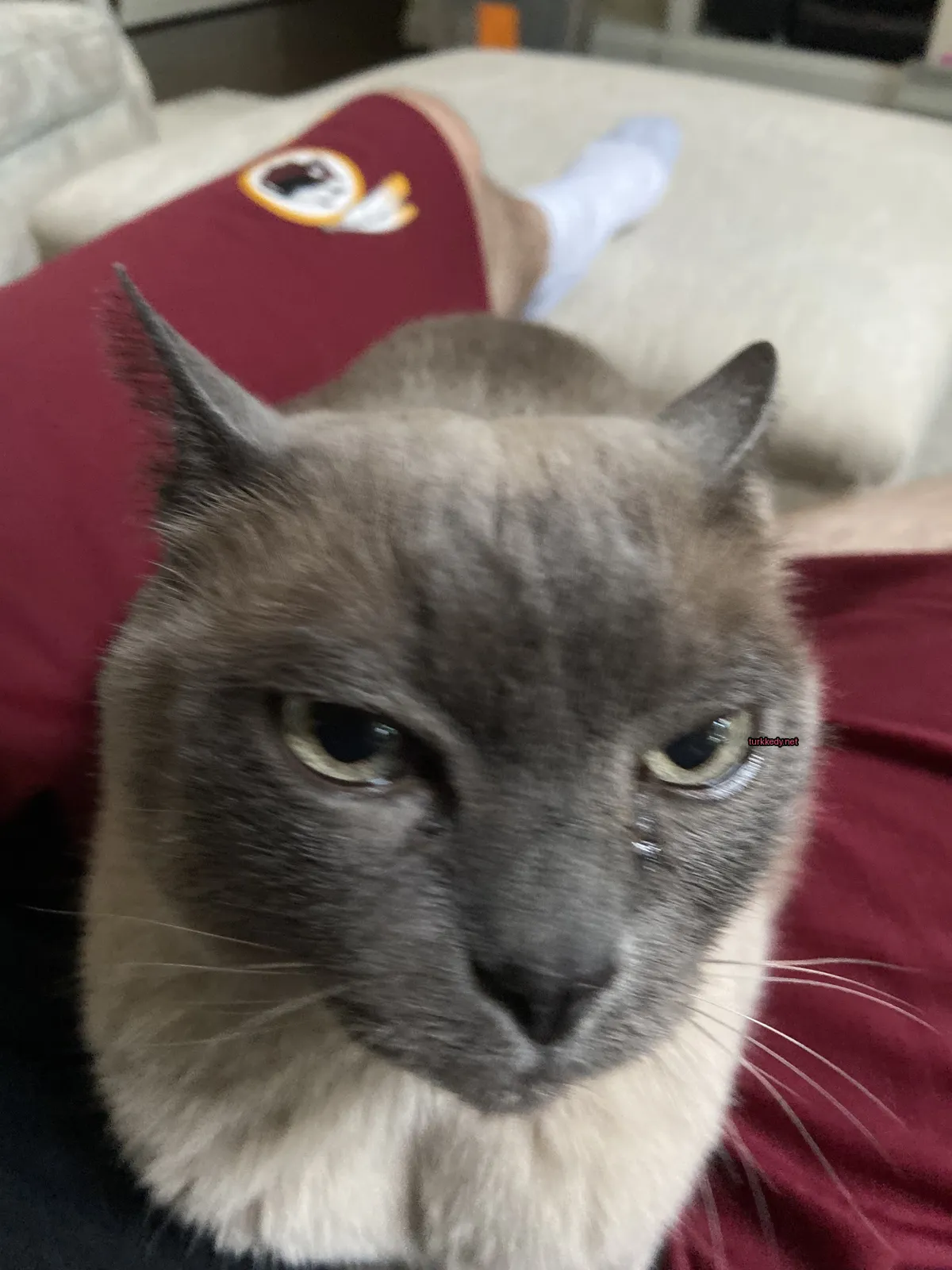 Kedi #3715