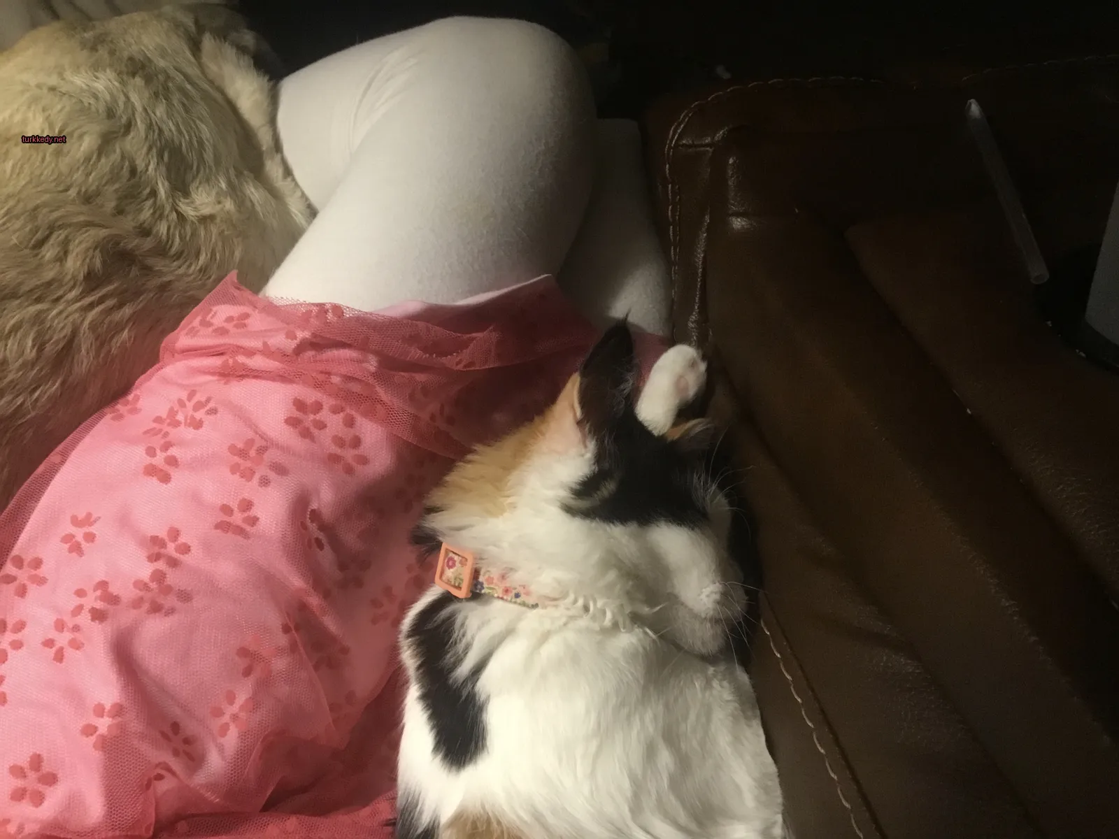 Kedi #3717