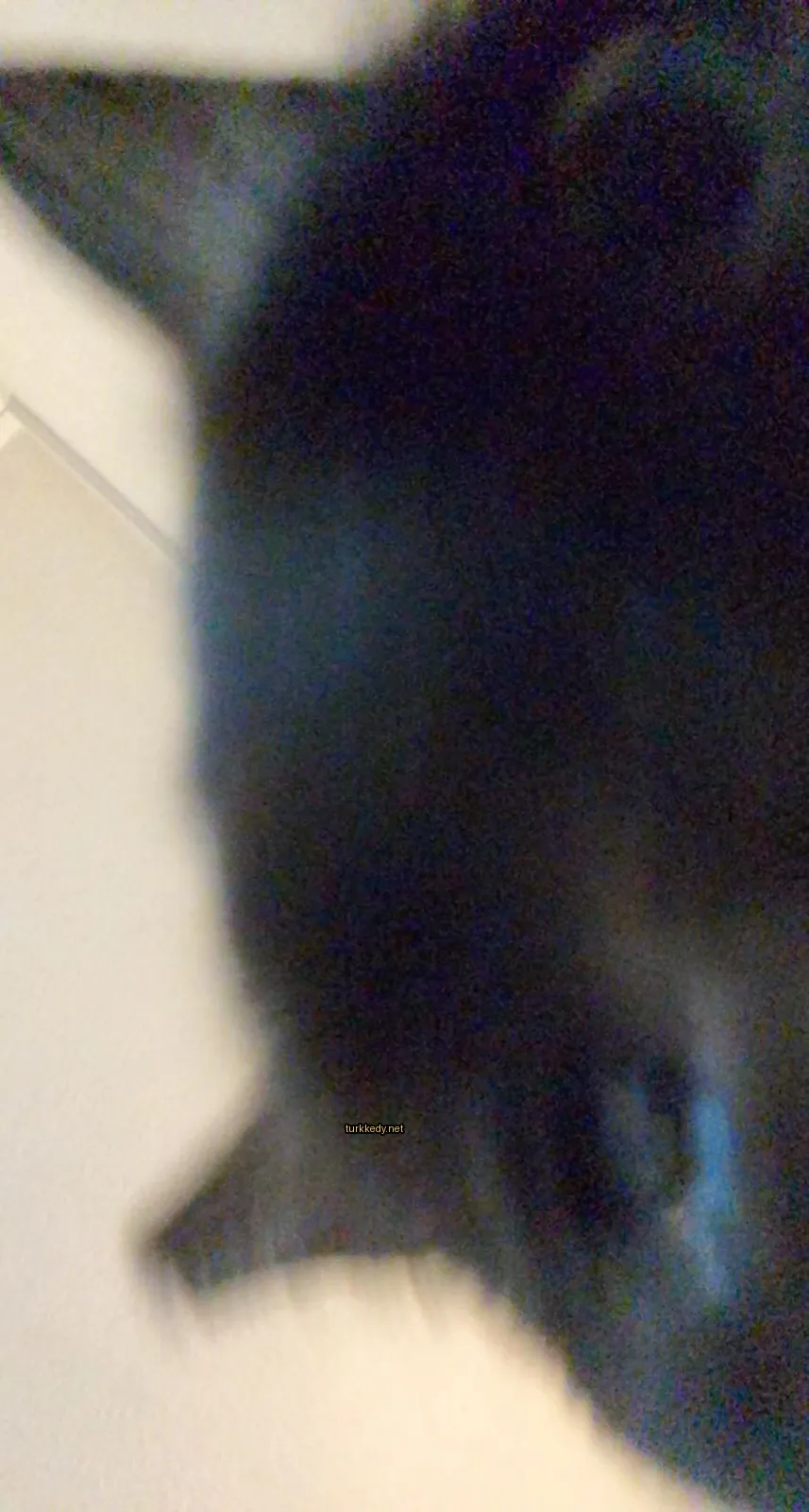 Kedi #3718