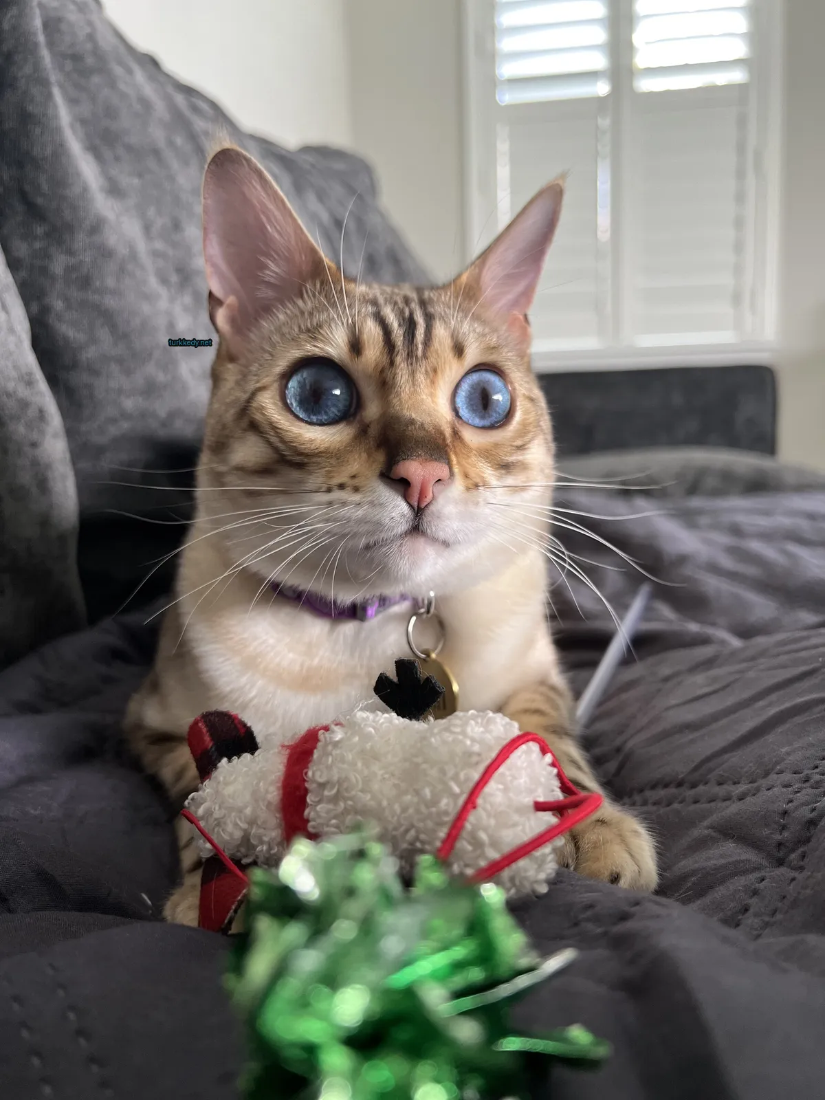 Kedi #3721