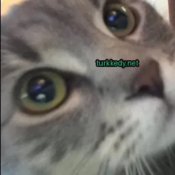 Kedi #3720