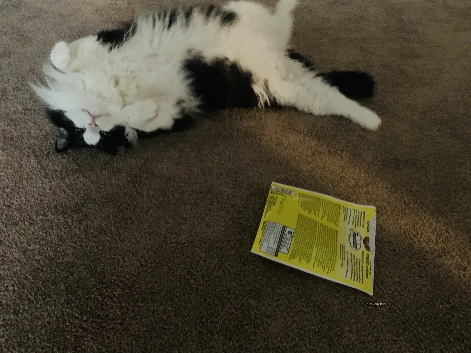 Kedi #3722