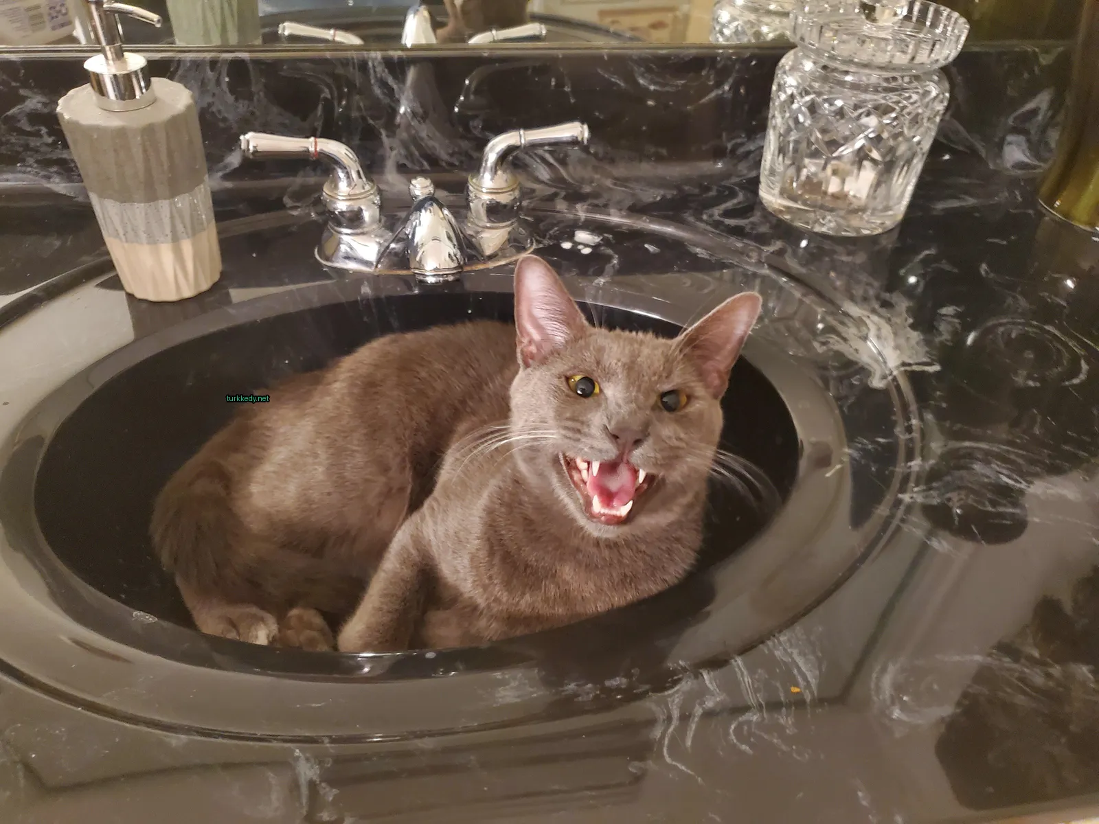 Kedi #3723