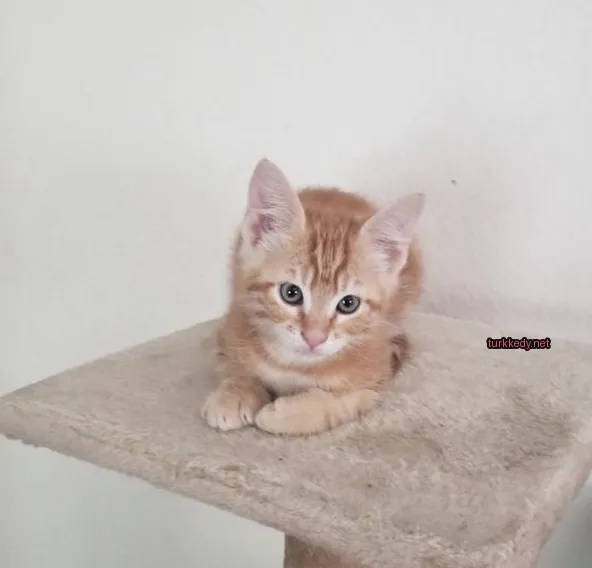 Kedi #3724