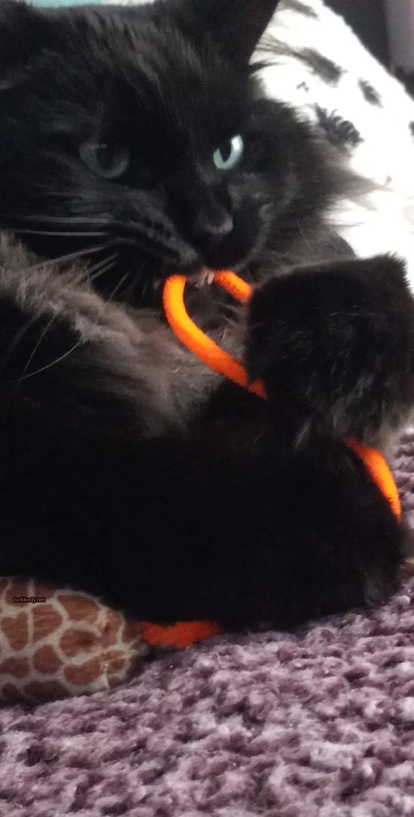 Kedi fotoğrafı #3725