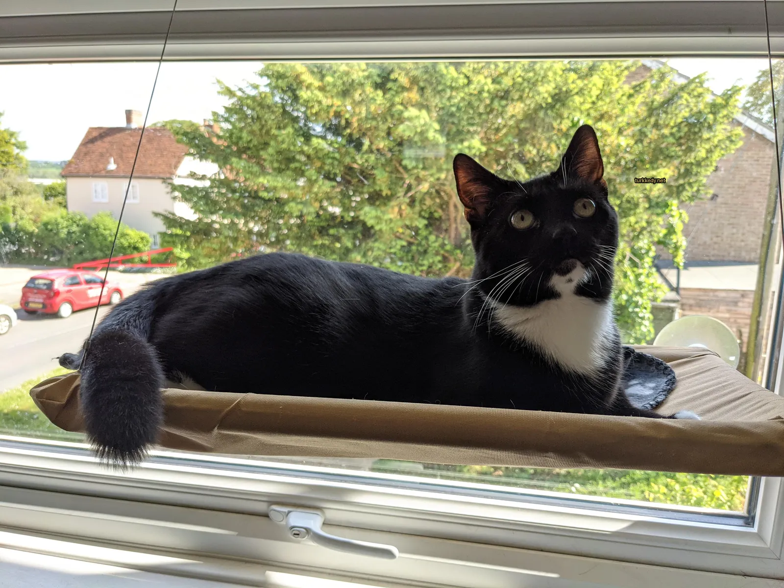 Kedi #3726