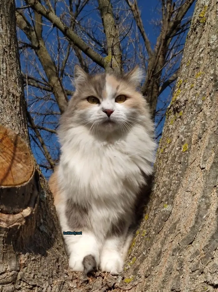 Kedi #3728