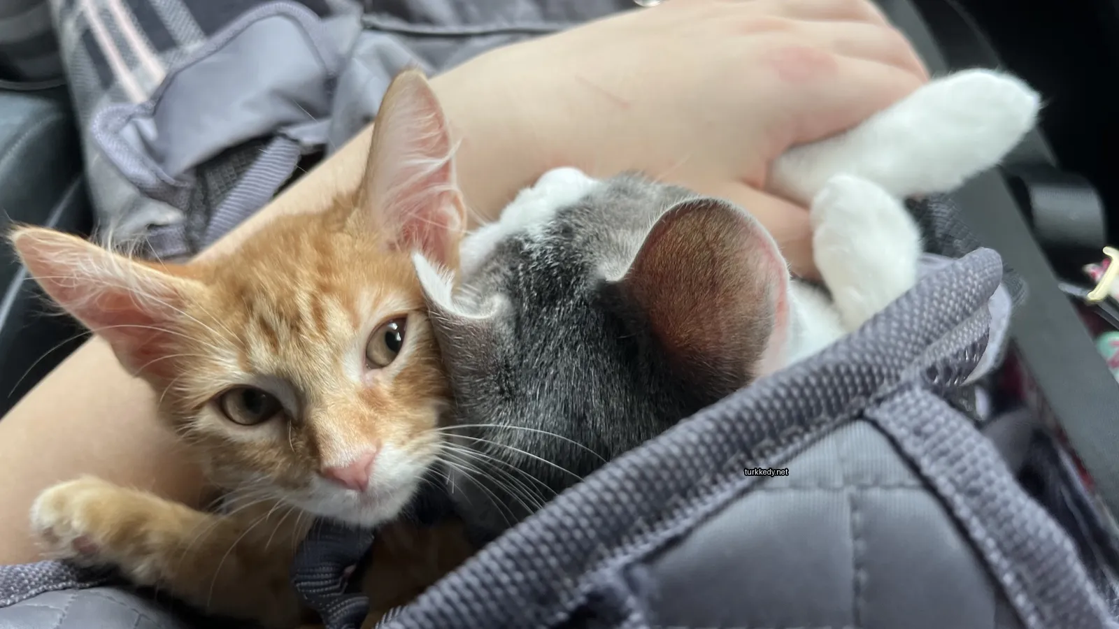 Kedi #3727