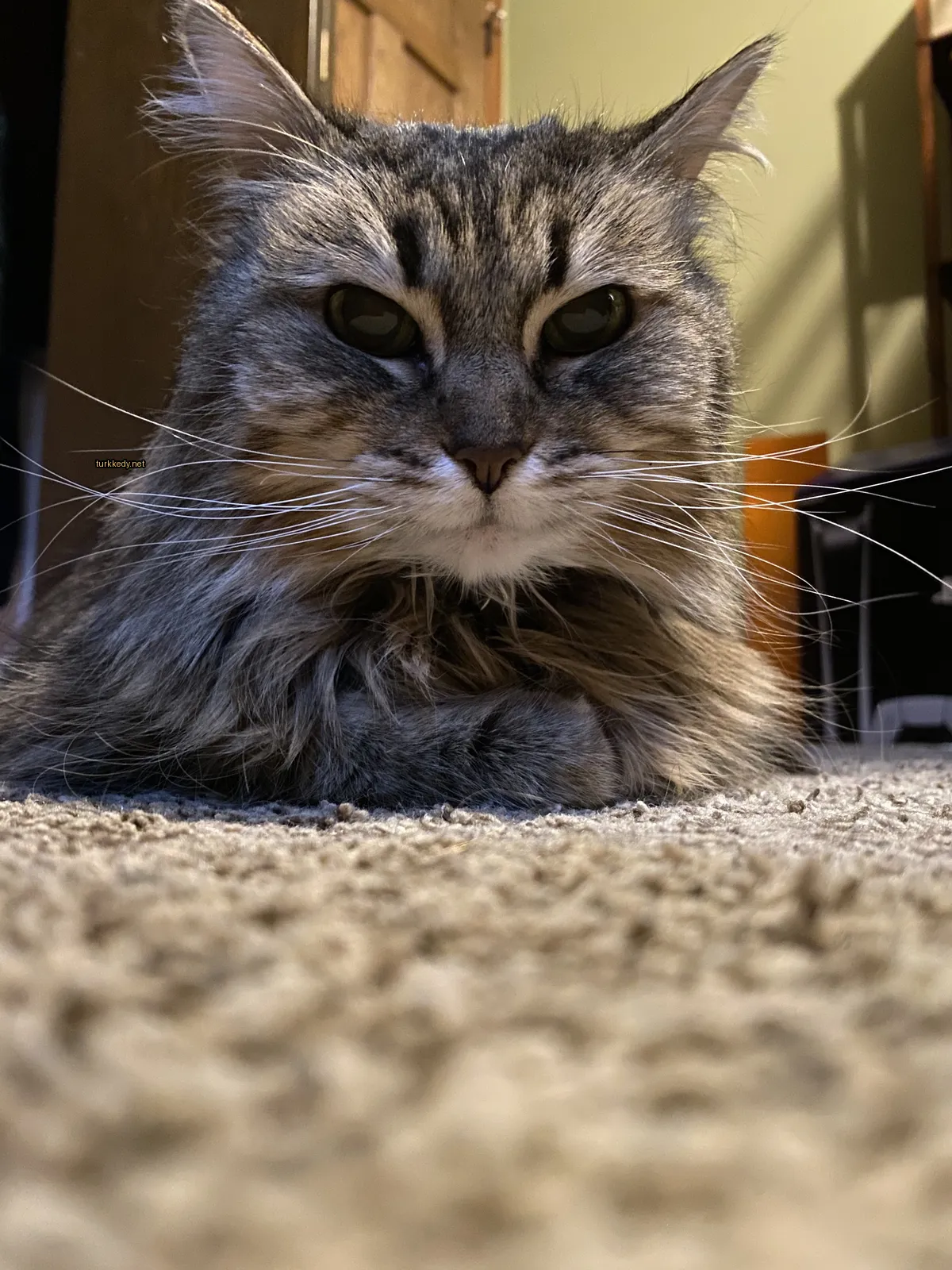 Kedi #3730