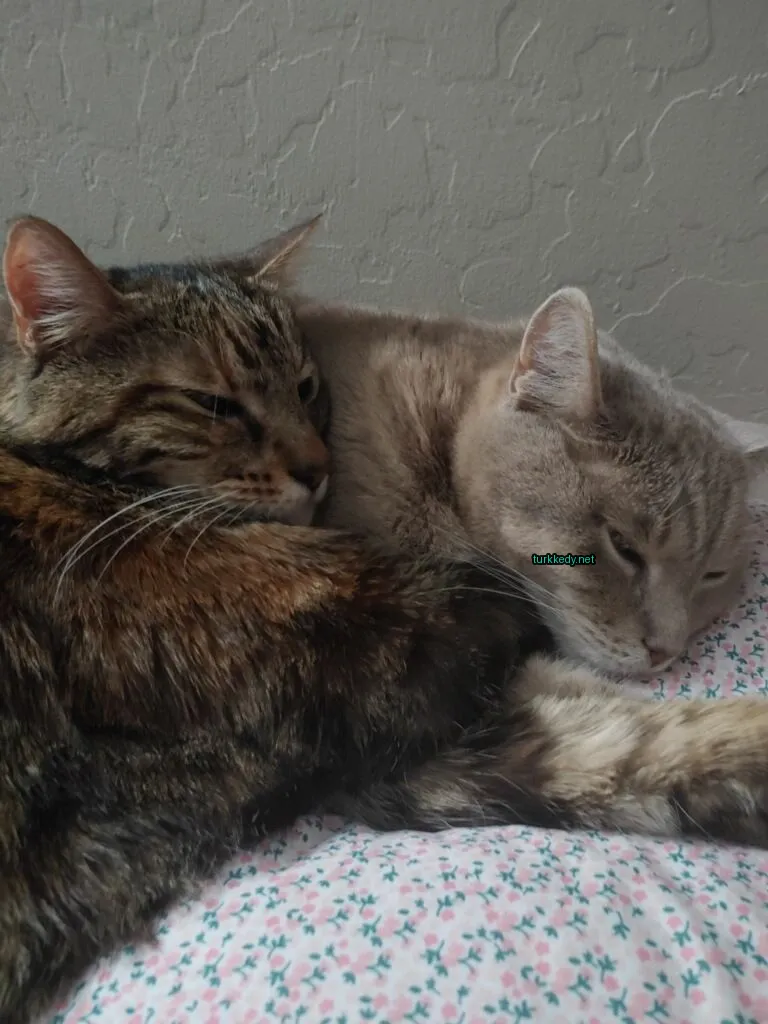 Kedi #3729