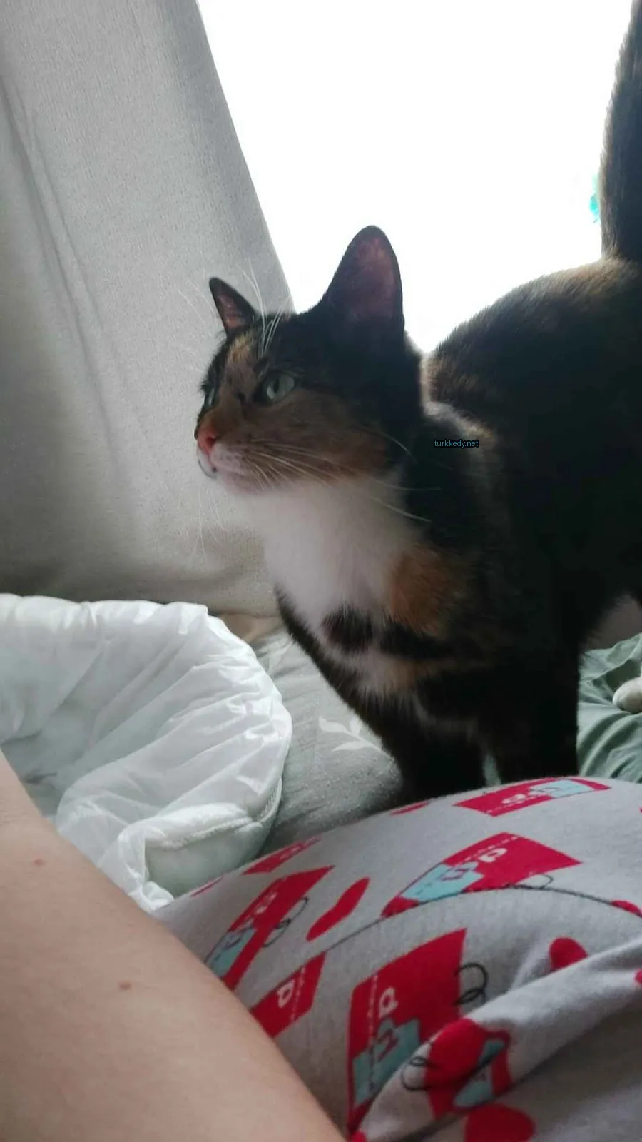 Kedi #3733