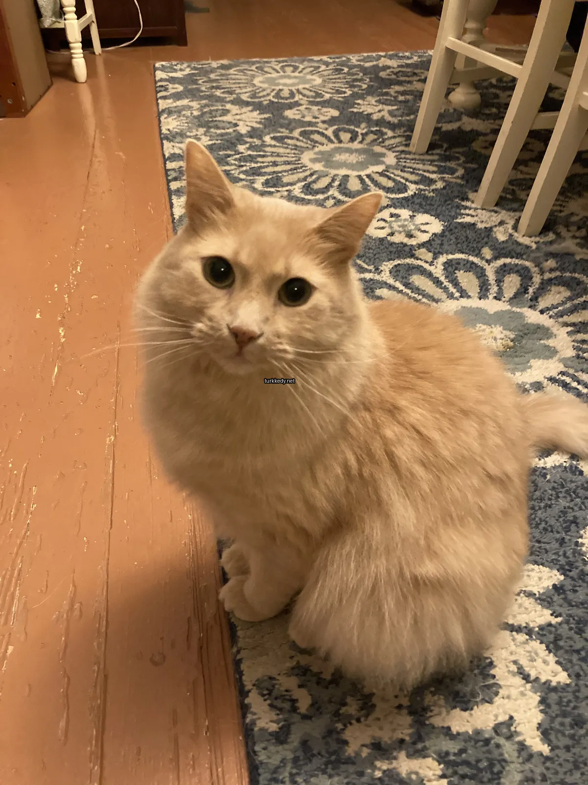 Kedi #3731