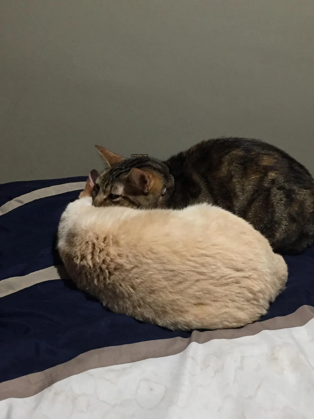 Kedi #3732