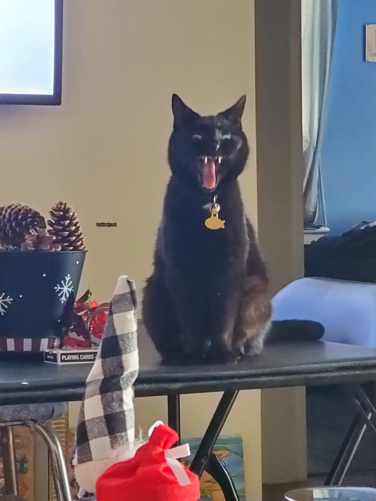 Kedi #3735
