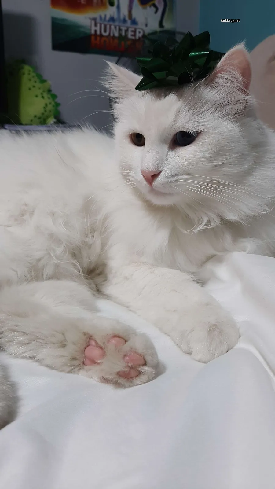 Kedi #3736