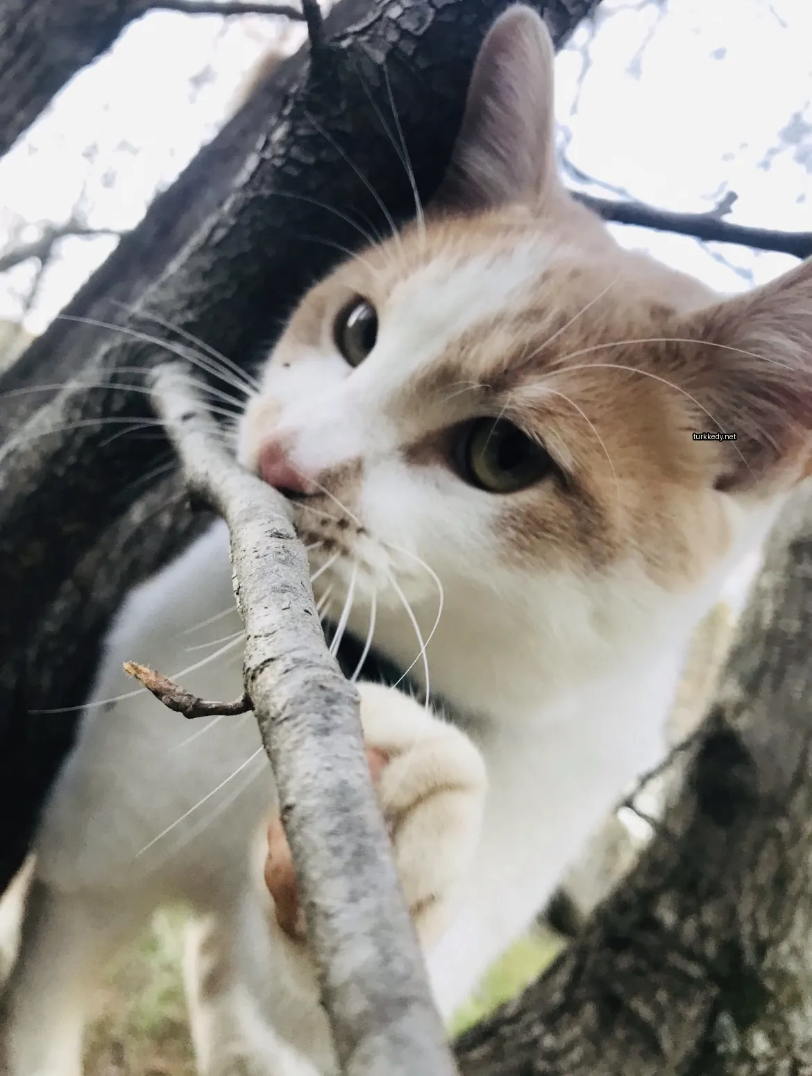 Kedi #3737
