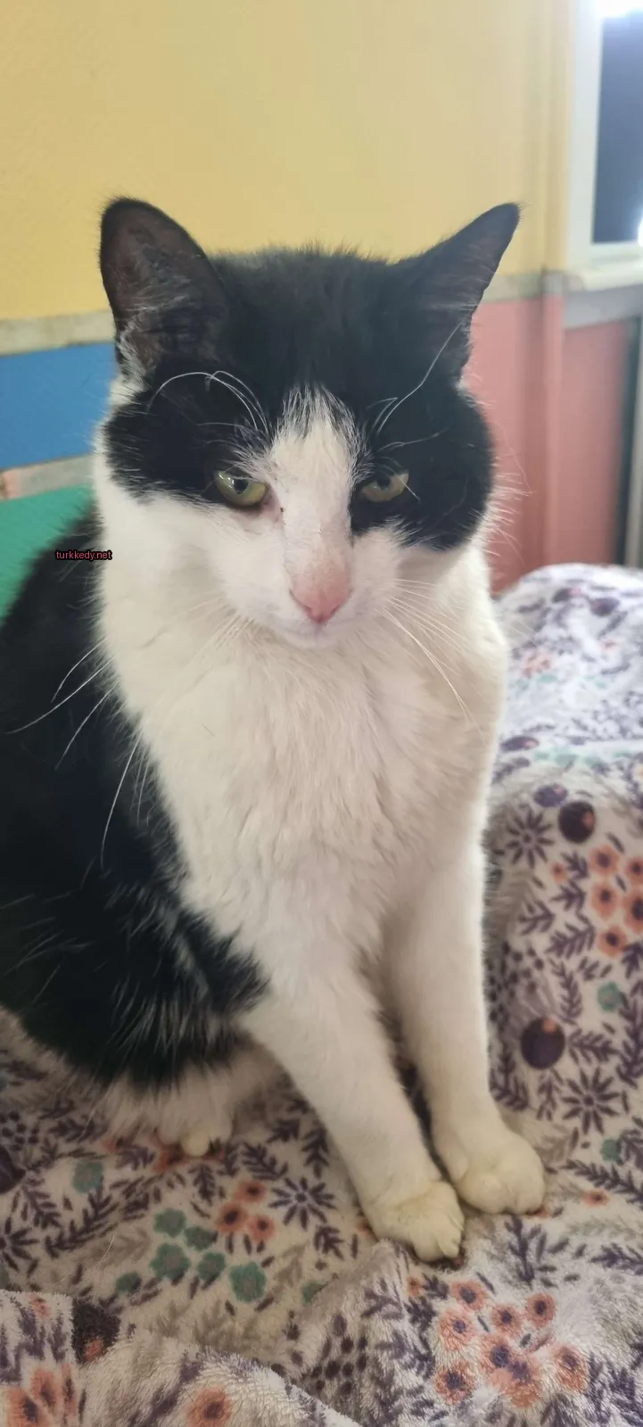 Kedi #3738
