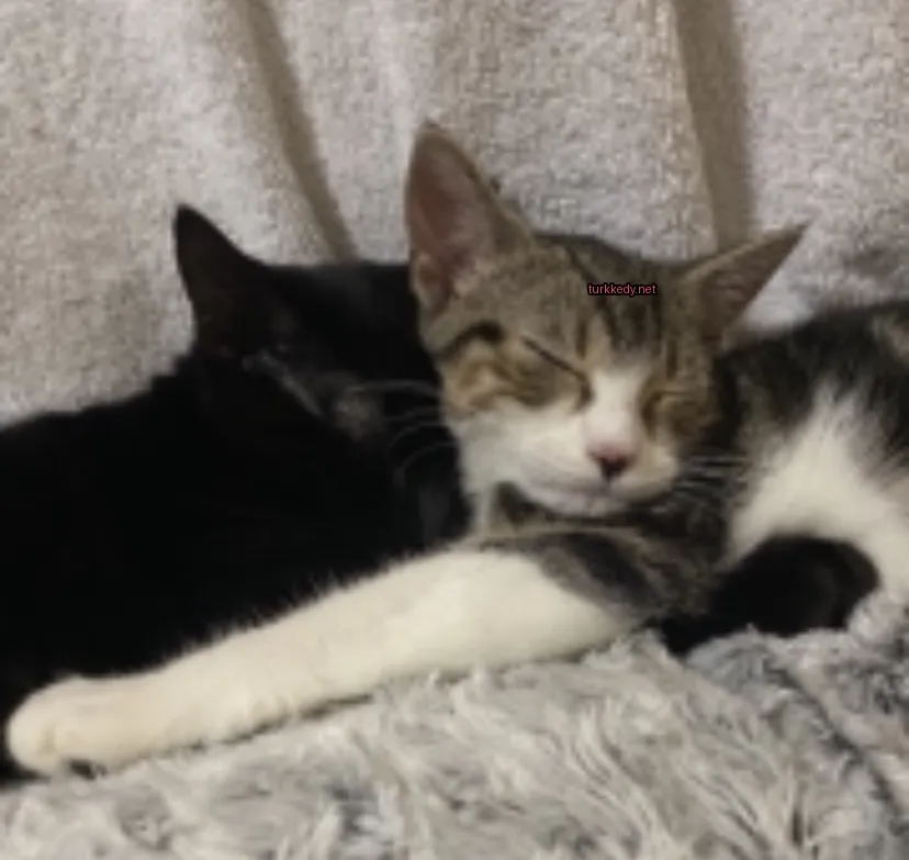 Kedi #3739