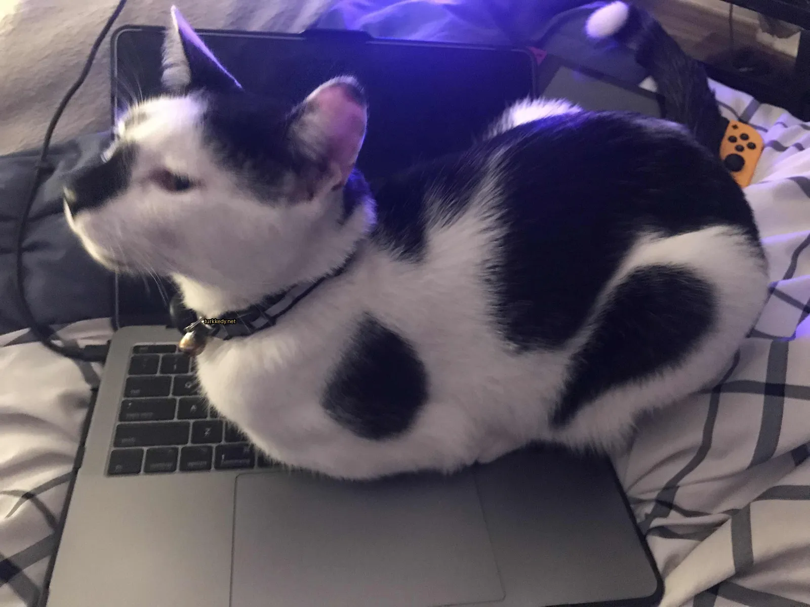 Kedi #3740