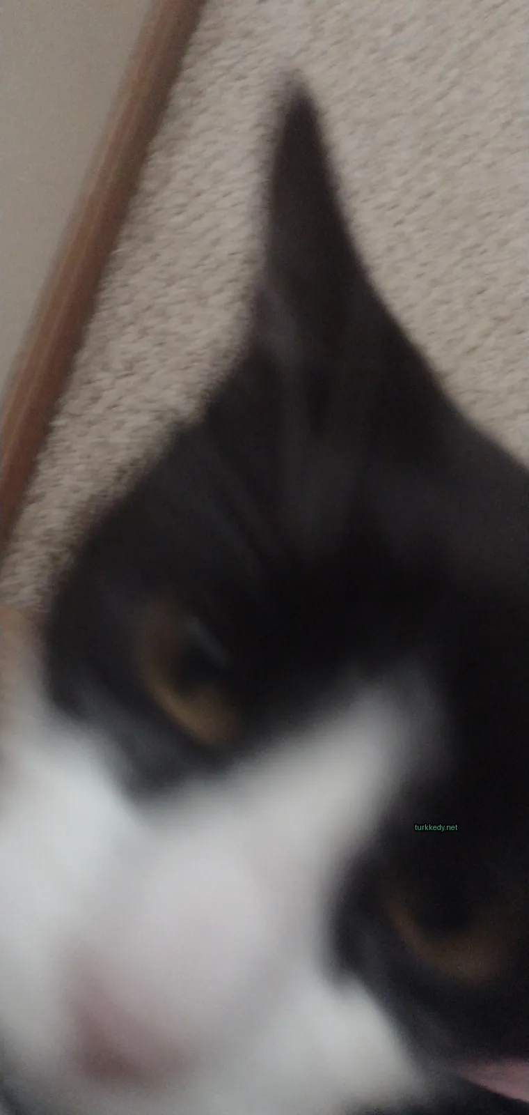 Kedi fotoğrafı #3741