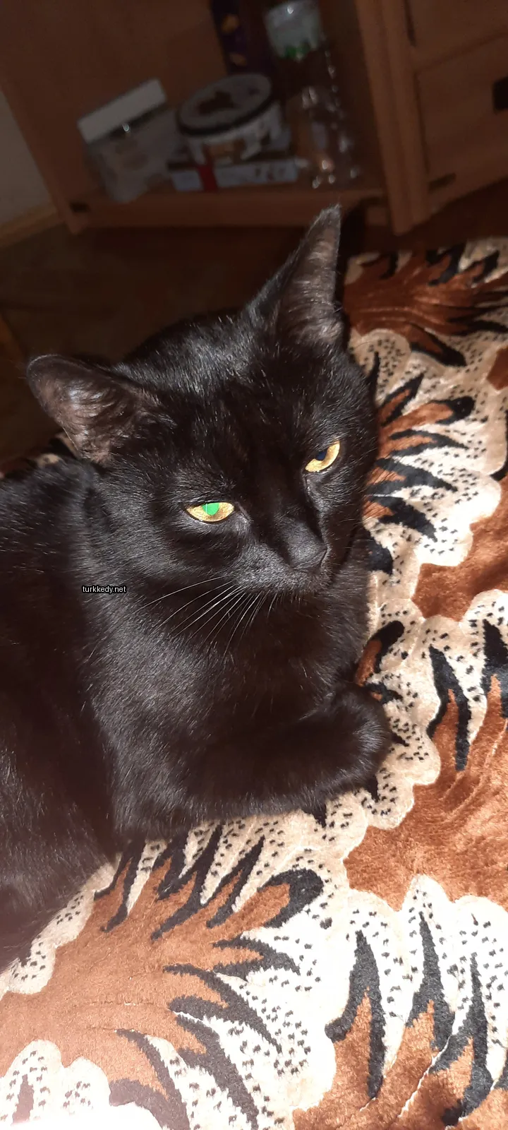 Kedi #3742