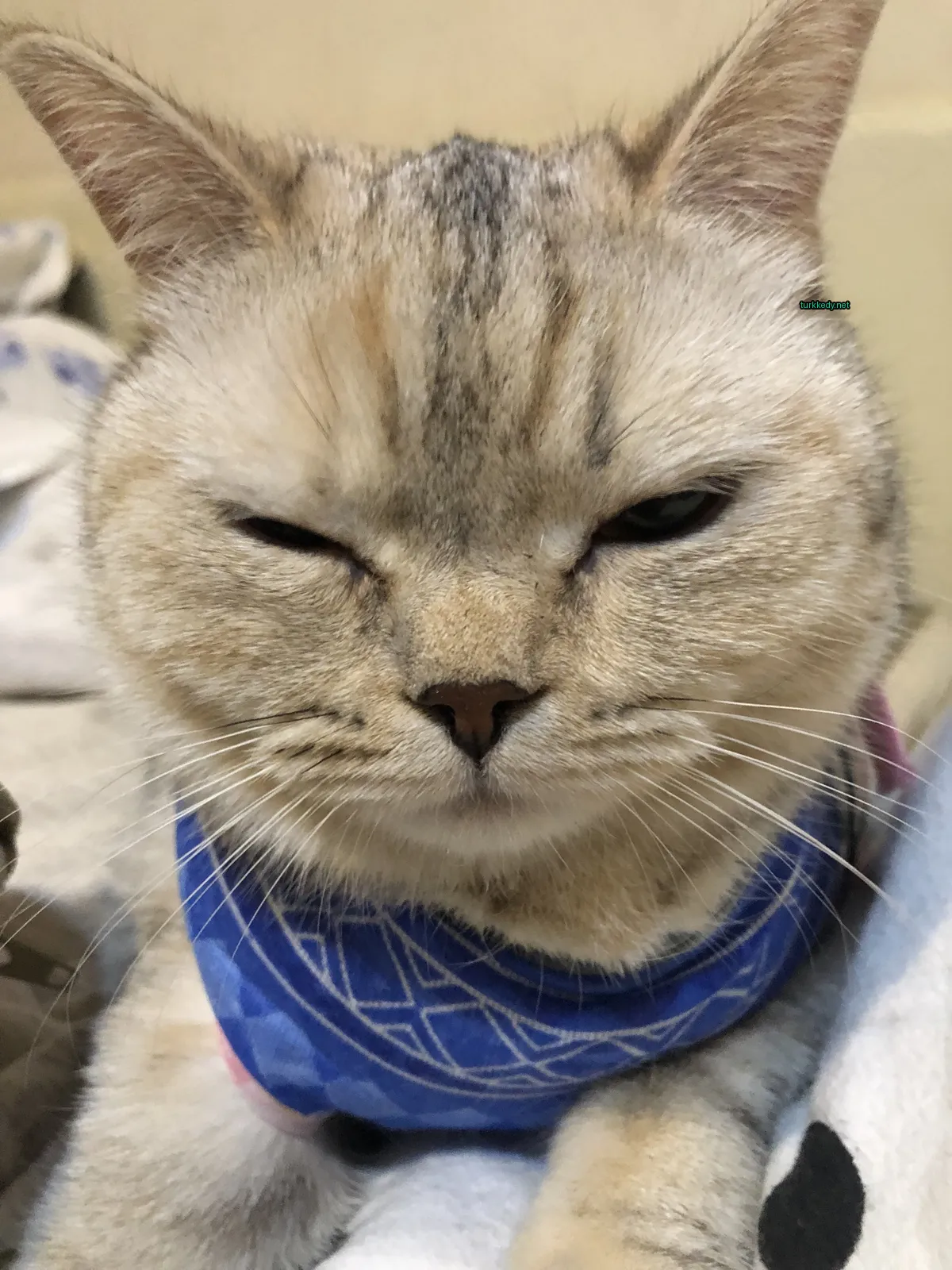 Kedi #3743