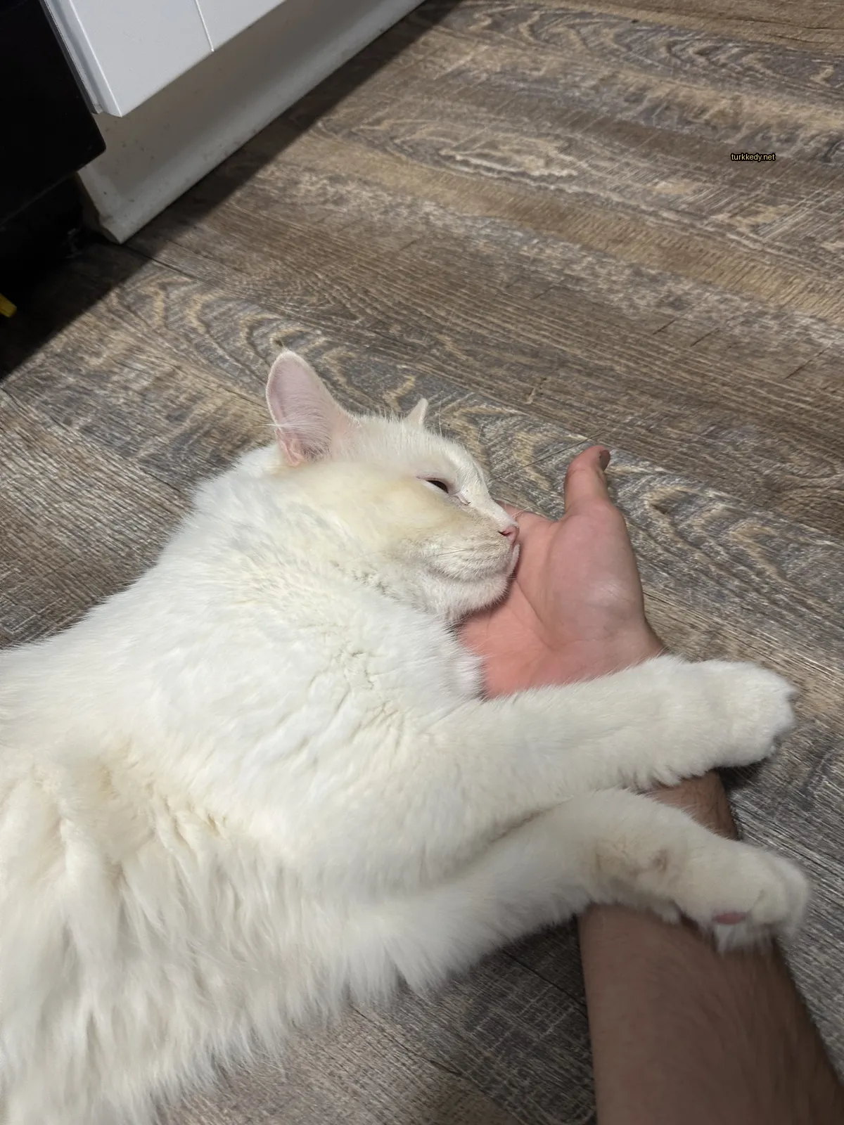 Kedi #3744
