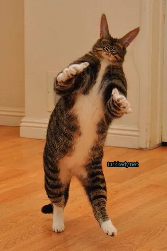 Kedi #3745